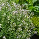 image 3 of Marshalls Garden Thyme Vulgaris 6 x 9cm