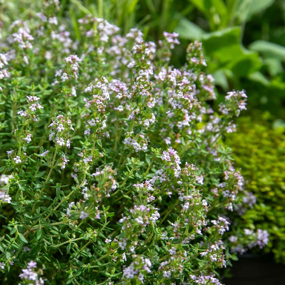 image 1 of Marshalls Garden Thyme Vulgaris 6 x 9cm