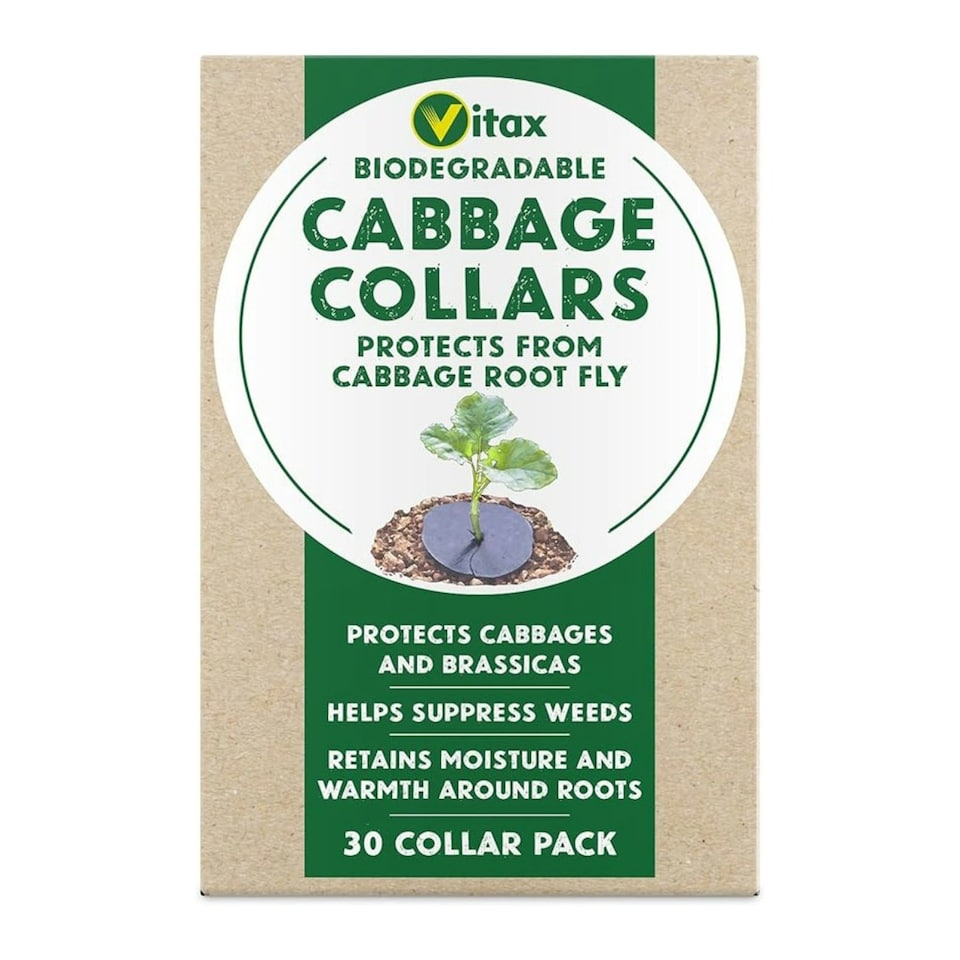 image 1 of Vitax Cabbage Collars – Pack of 30