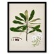 image 1 of Sarah Featon Framed Wall Art New Zealand Rauhuia and Hinau Flowers Home Décor