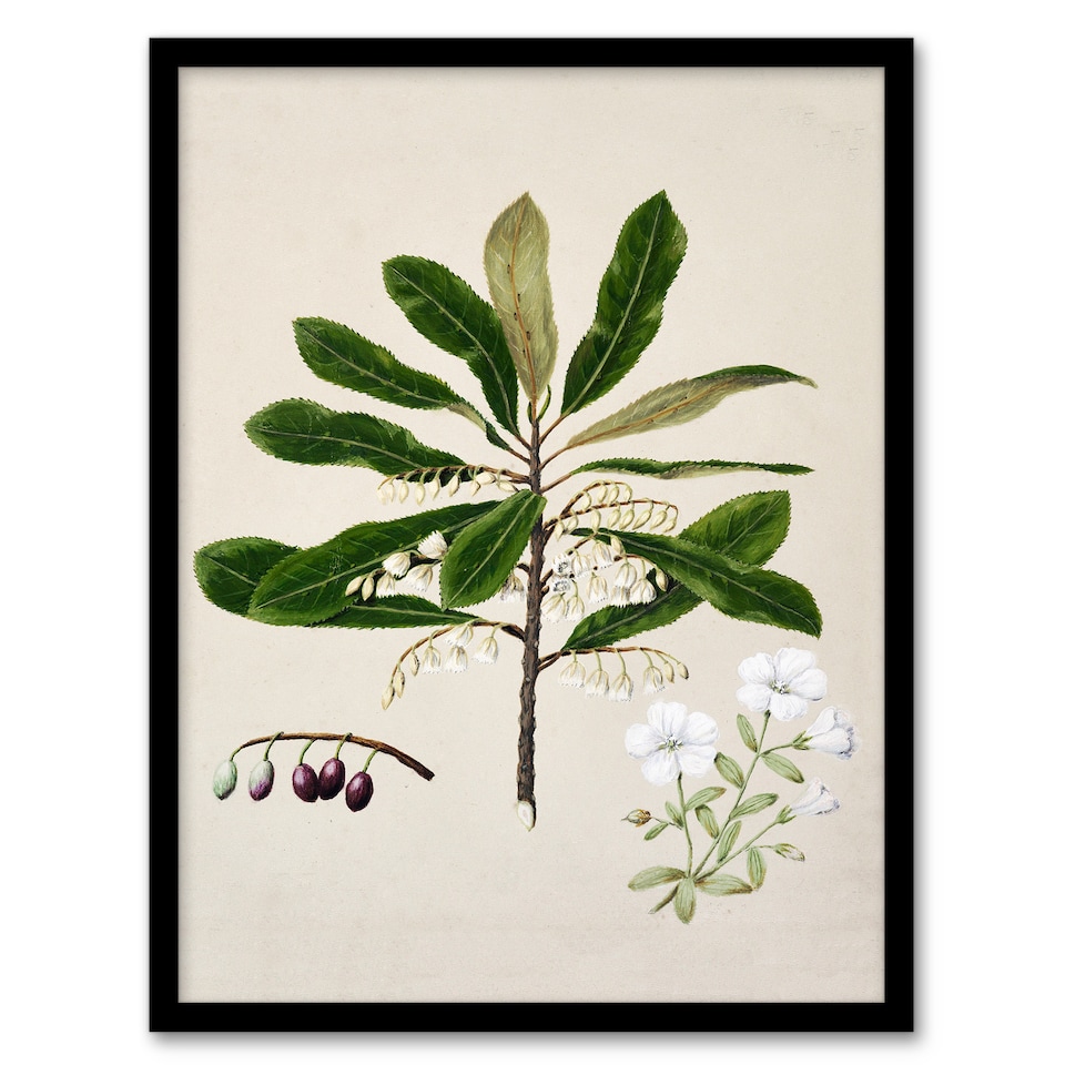 image 1 of Sarah Featon Framed Wall Art New Zealand Rauhuia and Hinau Flowers Home Décor