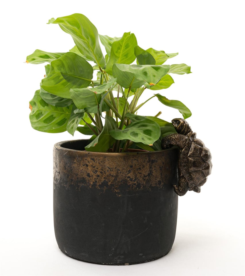 image 1 of Tortoise Plant Pot Hanger - L11 x W6 x H7.5 cm | Bronze