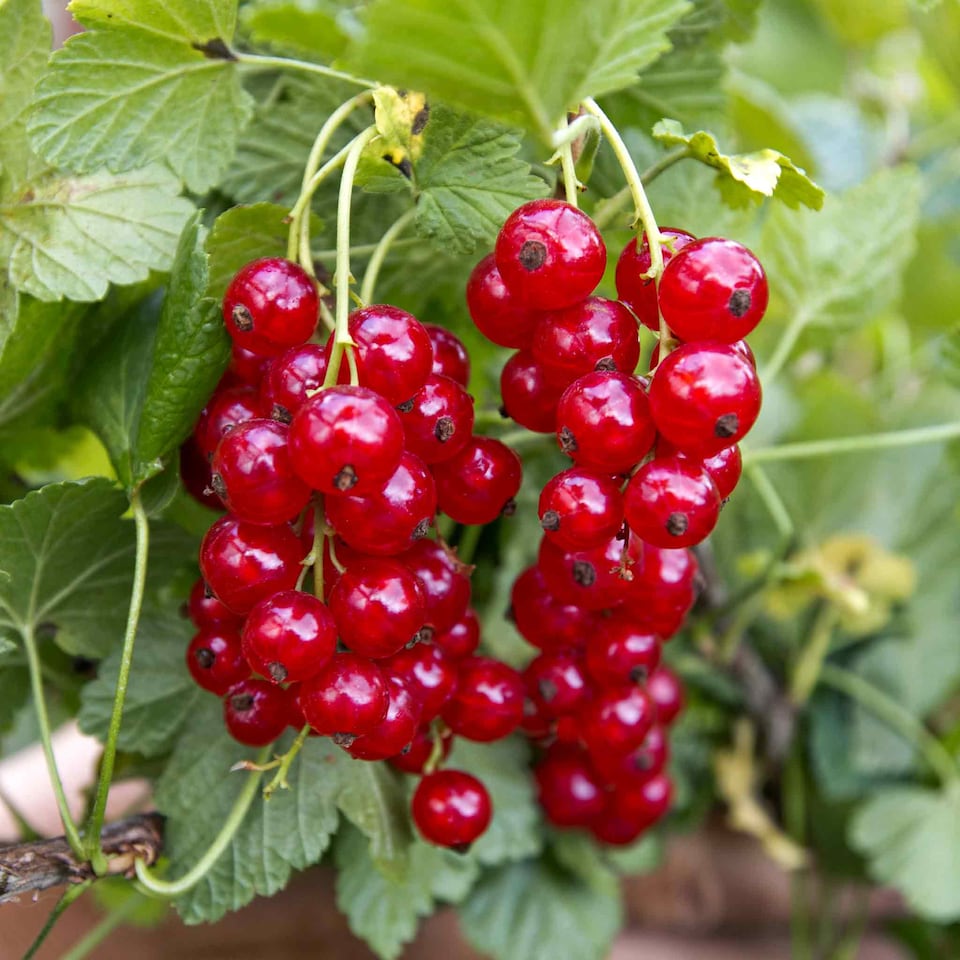 image 1 of Marshalls Garden Redcurrant 'Rovada' Bare Root Plant | Red | Red | Bare Root Plant