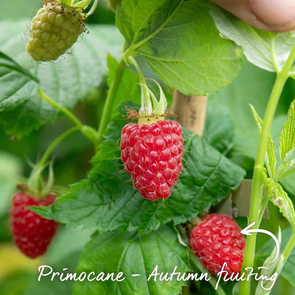 image 1 of Marshalls Garden Raspberry 'Imara' - Primocane Early Autumn-Fruiting, High-Yield Bright Red Berries 10bare root