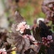 image 2 of Marshalls Garden Physocarpus 'Little Joker' - 3 x 9cm Plants