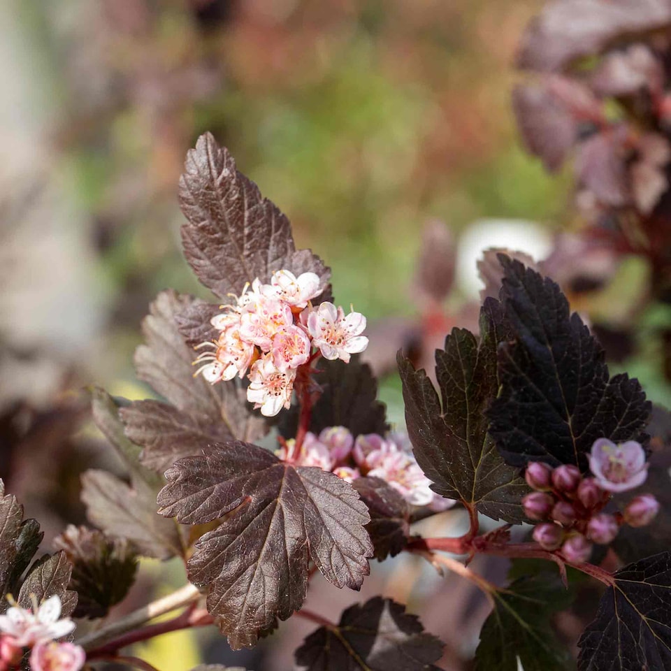 image 1 of Marshalls Garden Physocarpus 'Little Joker' - 3 x 9cm Plants