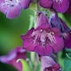 image 3 of Penstemon Ice Cream 9 Jumbo Plug Plants + 10 Flower Seeds