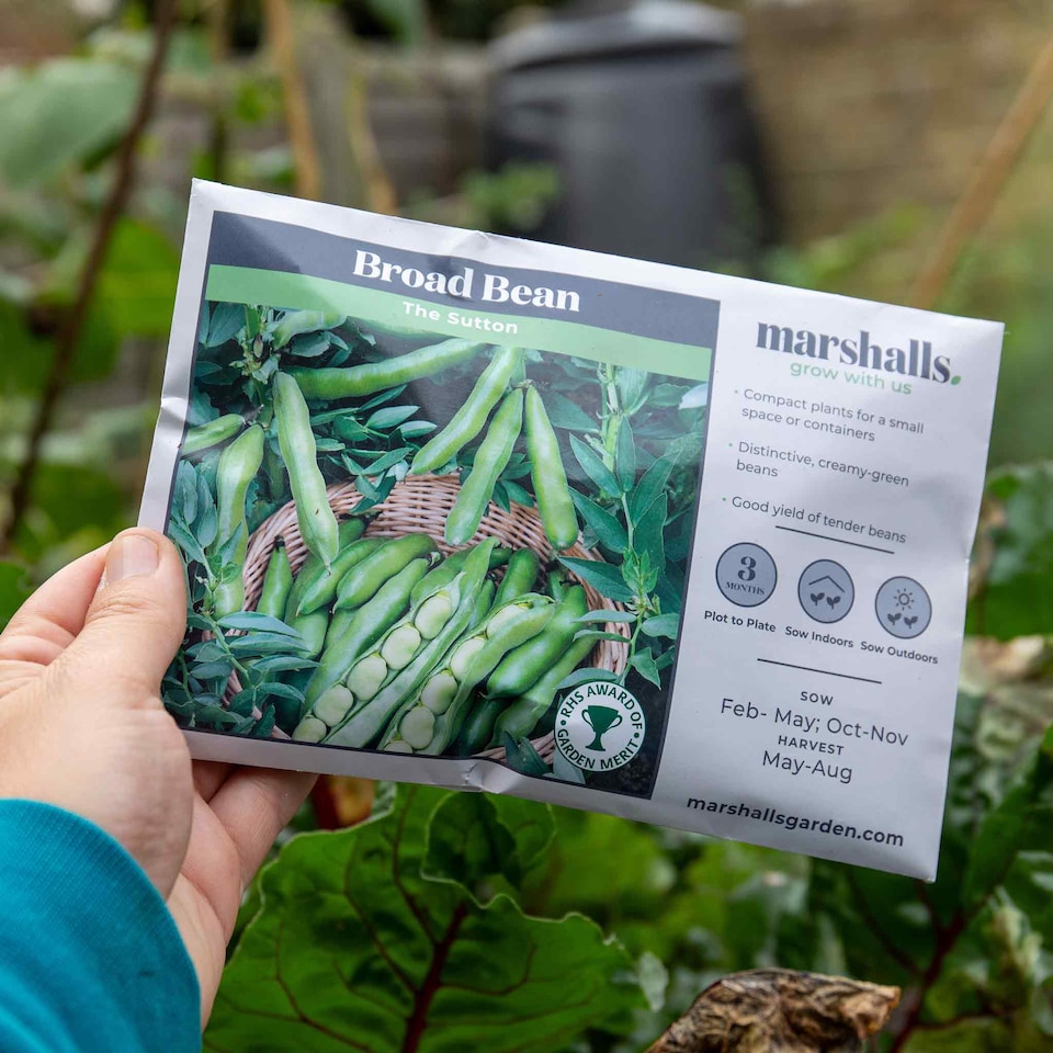 image 1 of Marshalls Garden Broad Bean Seeds 'The Sutton' RHS Award-winning compact variety | Blue | Green, White, Black | Seeds