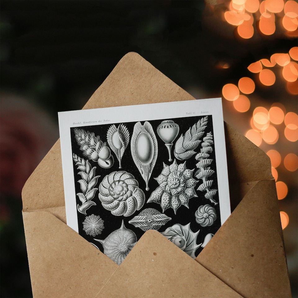 image 1 of Ernst Haeckel Art Card Thalamophora Forams Shells