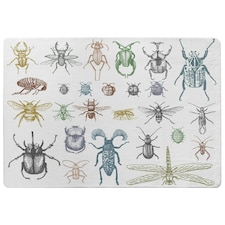 big set of insects bugs beetles and bees many species in vintage old hand drawn style (Rug) Multi | S