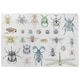 image 1 of big set of insects bugs beetles and bees many species in vintage old hand drawn style (Rug) Multi | S