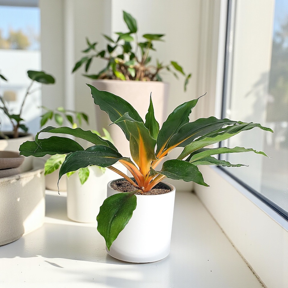image 1 of Fire Flash Orange Spider Plant in 12cm Pot - Chlorophytum Orchidastrum - Exotic Houseplant with Vibrant Tropical Stems