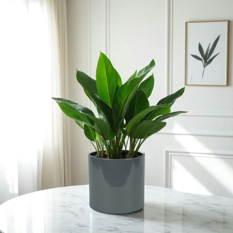 image 1 of Glossy Grey Ceramic Indoor Plant Pot (H15 x W15.5cm) Grey