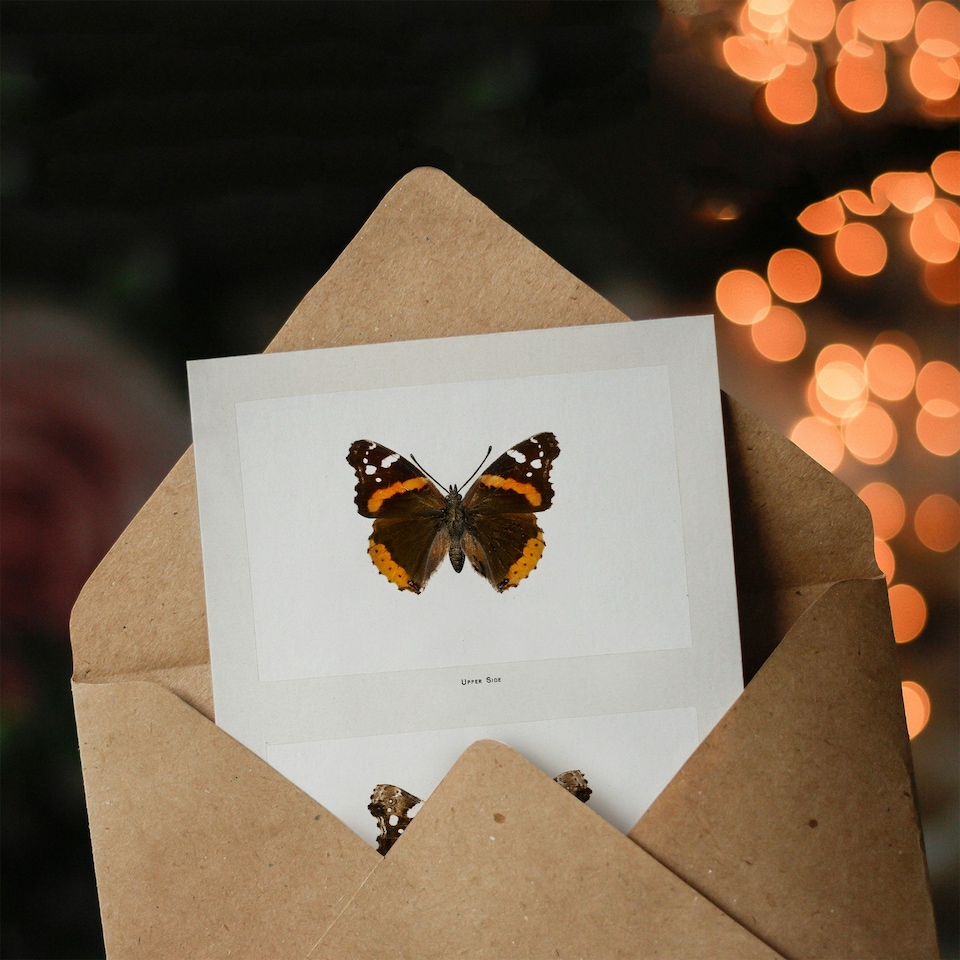 image 1 of Sherman Denton Art Card Red Admiral Butterfly Vintage Illustration