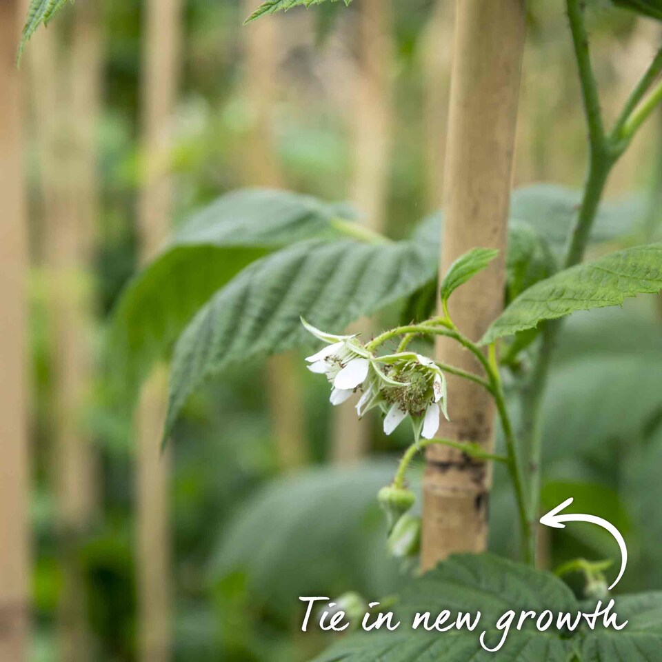image 1 of Marshalls Garden Raspberry 'Cascade Delight' 5 bare root
