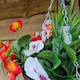 image 4 of Pair of 30cm 10 Inch Flame Red & White Pansy Flower with Rattan Wicker Hanging Baskets for Indoor Outdoor Garden Use | Red | Flame Red & White | 1