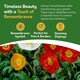 image 3 of Poppy Flower Seeds - Papaver Nudicaule, Icelandic Poppy - 10g