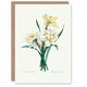 image 1 of Pierre-Joseph Redouté Art Card Daffodil Vintage Floral Illustration
