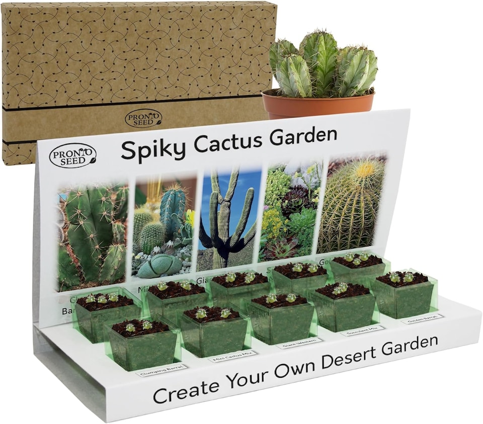 image 1 of Pronto Seed Grow Your Own Cactus Flower Seed Kit - 5 Succulent Varieties - A Low Maintenance Gift That Lasts | Multi | Cactus | 1