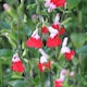 image 4 of Salvia Hot Lips 9cm Potted Plant x 3