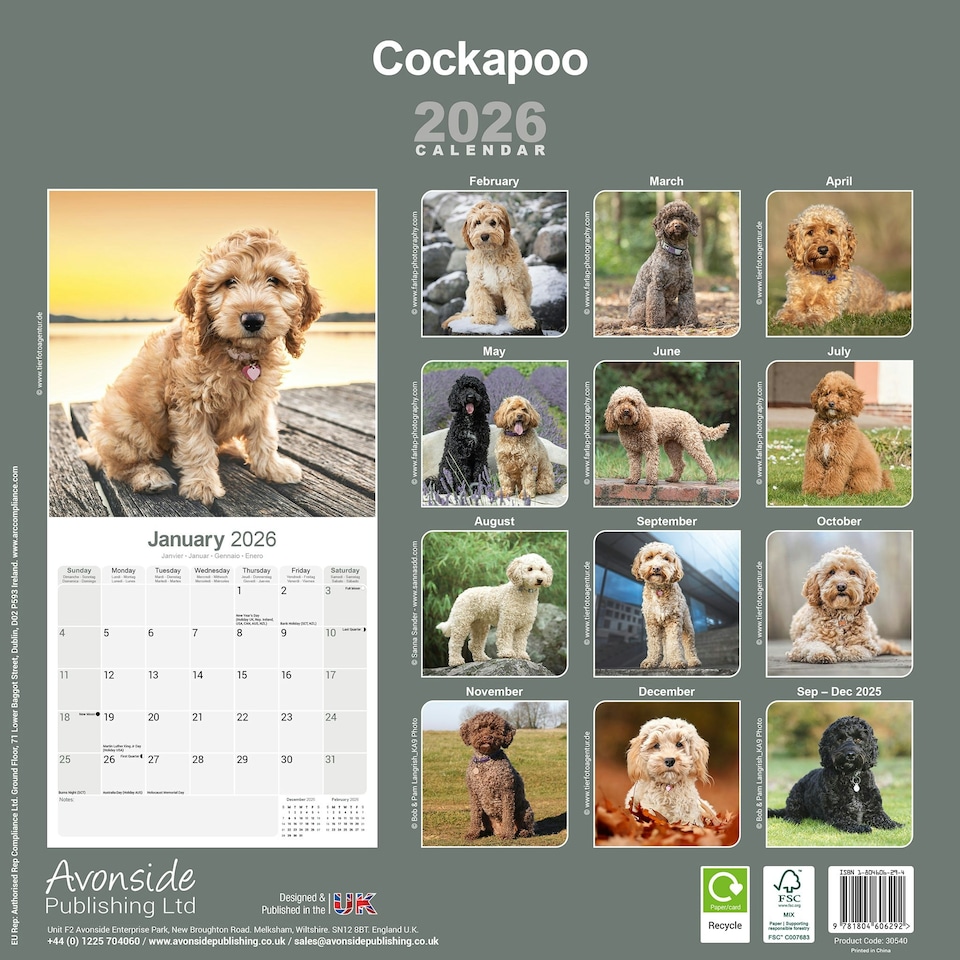 image 1 of Cockapoo 2026 Calendar | Square Wall Calendar | Dog Breed Gift | Plastic Free Packaging | by Avonside Publishing