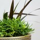 image 3 of Hammered Bowl Planter - Iron - L30 x W30 x H21 cm - Black/Gold Gold