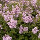 image 7 of Marshalls Garden Syringa 'Flowerfesta Pink' - Dwarf Lilac, 3 x 9cm Pots