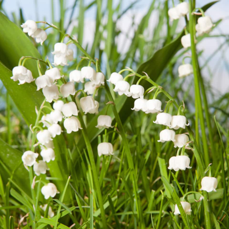 image 1 of YouGarden Lily of the Valley Perennial Plants, Set of Three Established Plants in 9cm Pots, Favourite Plant of Queen Elizabeth
