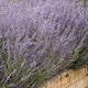 image 2 of Marshalls Garden Perovskia 'Bluesette' 6 Seeds