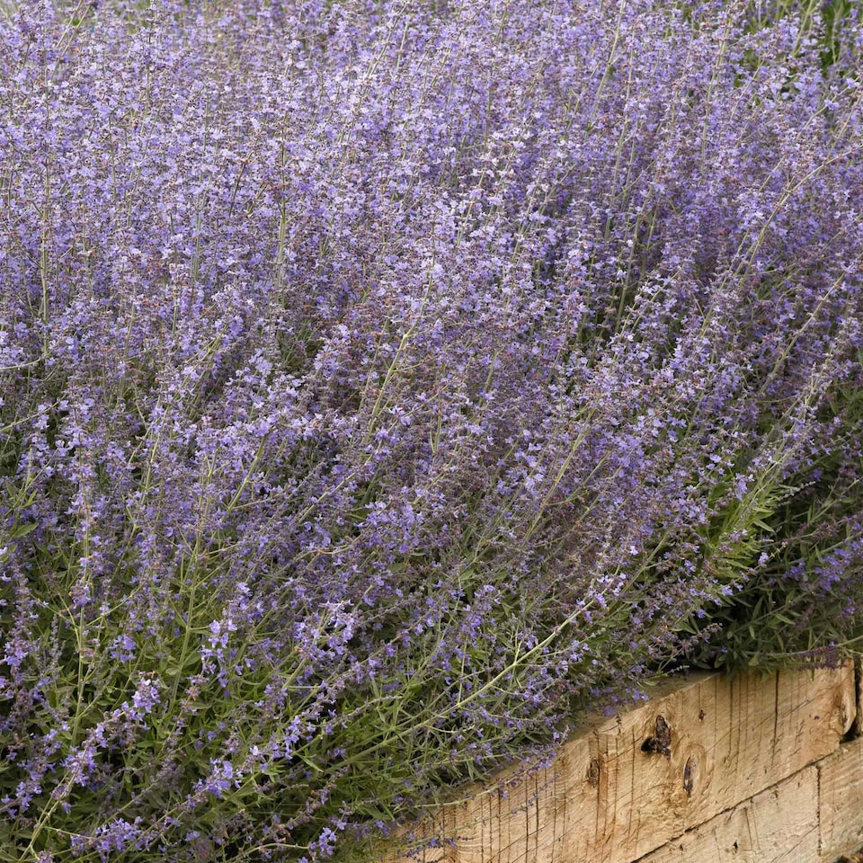 image 1 of Marshalls Garden Perovskia 'Bluesette' 6 Seeds