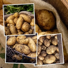 Marshalls Garden Seed Potato Christmas Harvest Collection 3 x 1kg. | Multi | 1 x 3kg Tubers