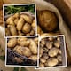 image 1 of Marshalls Garden Seed Potato Christmas Harvest Collection 3 x 1kg. | Multi | 1 x 3kg Tubers