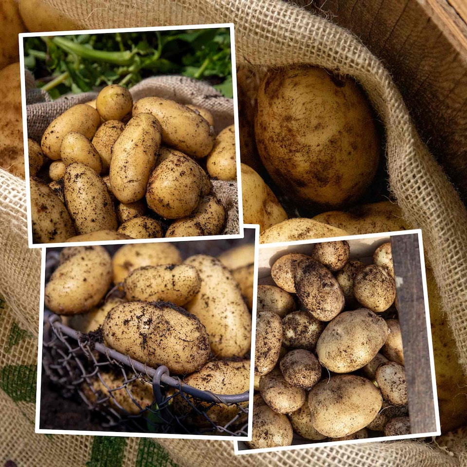 image 1 of Marshalls Garden Seed Potato Christmas Harvest Collection 3 x 1kg. | Multi | 1 x 3kg Tubers