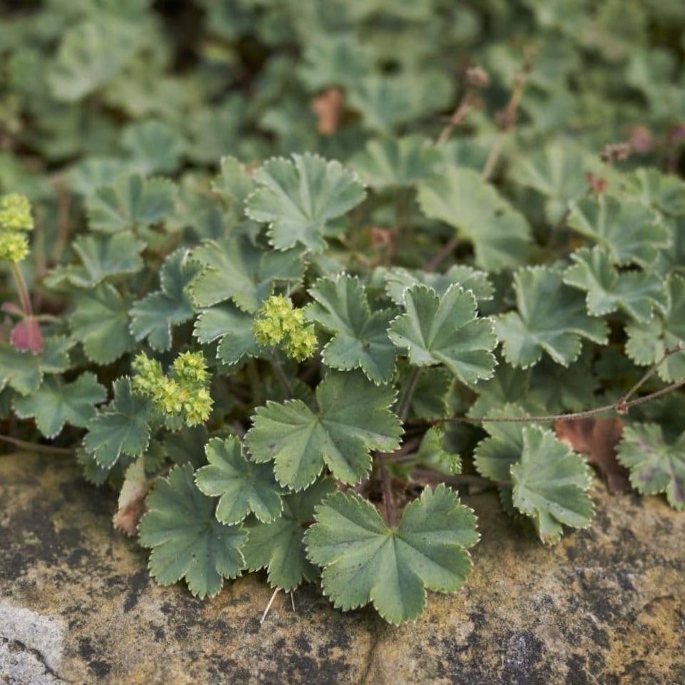 Alchemilla Erythropoda 3 Litre Pot x 1