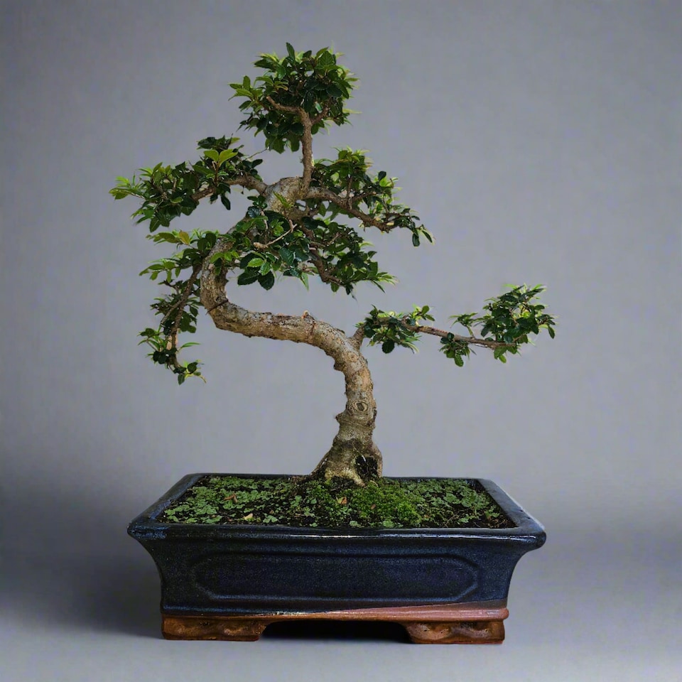 image 1 of Yorkshire Bonsai Chinese Elm (Ulmus Parvifolia) Bonsai Tree Shaped In 30cm Pot