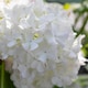 image 8 of Viburnum opulus Roseum Snowball  White Flowering Shrub, RHS AGM 9cm