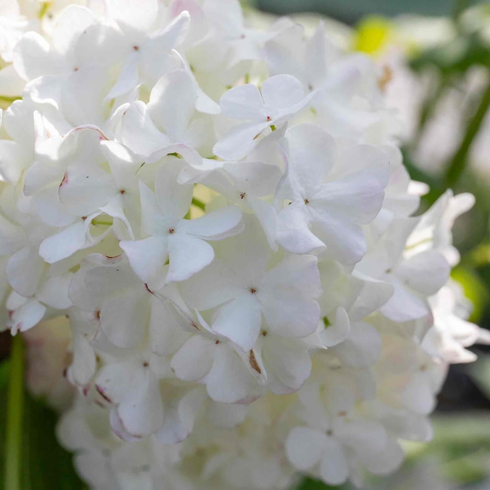 image 1 of Viburnum opulus Roseum Snowball  White Flowering Shrub, RHS AGM 9cm
