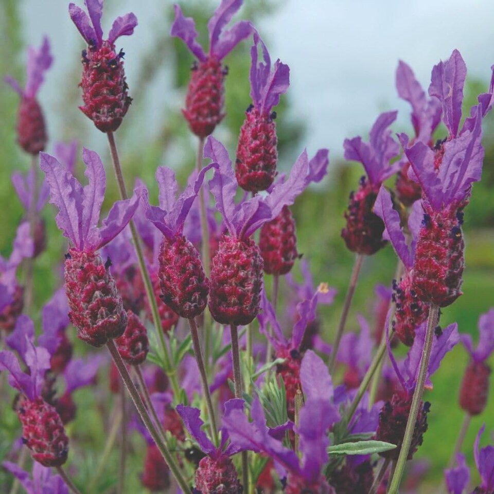 image 1 of Lavender Stoechas Papillon 1 Litre Potted Plant x 1