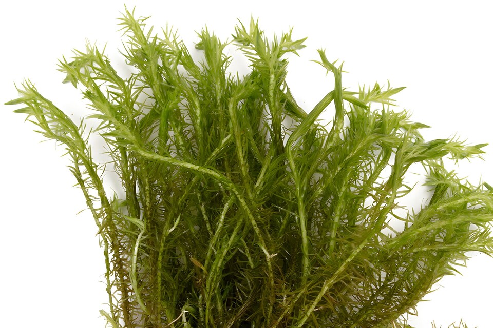 image 1 of Bog Moss (Mayaca fluviatilis) - Live Aquarium Plant for Midground Planting, No CO2 Needed - Fish Tank Plant
