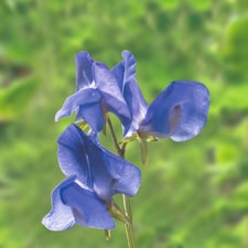 Noel Sutton Sweet Pea Seeds - Classic Blue Fragrant Climbing Annual Cut Flower Cottage Garden by Thompson & Morgan