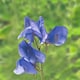 image 1 of Noel Sutton Sweet Pea Seeds - Classic Blue Fragrant Climbing Annual Cut Flower Cottage Garden by Thompson & Morgan