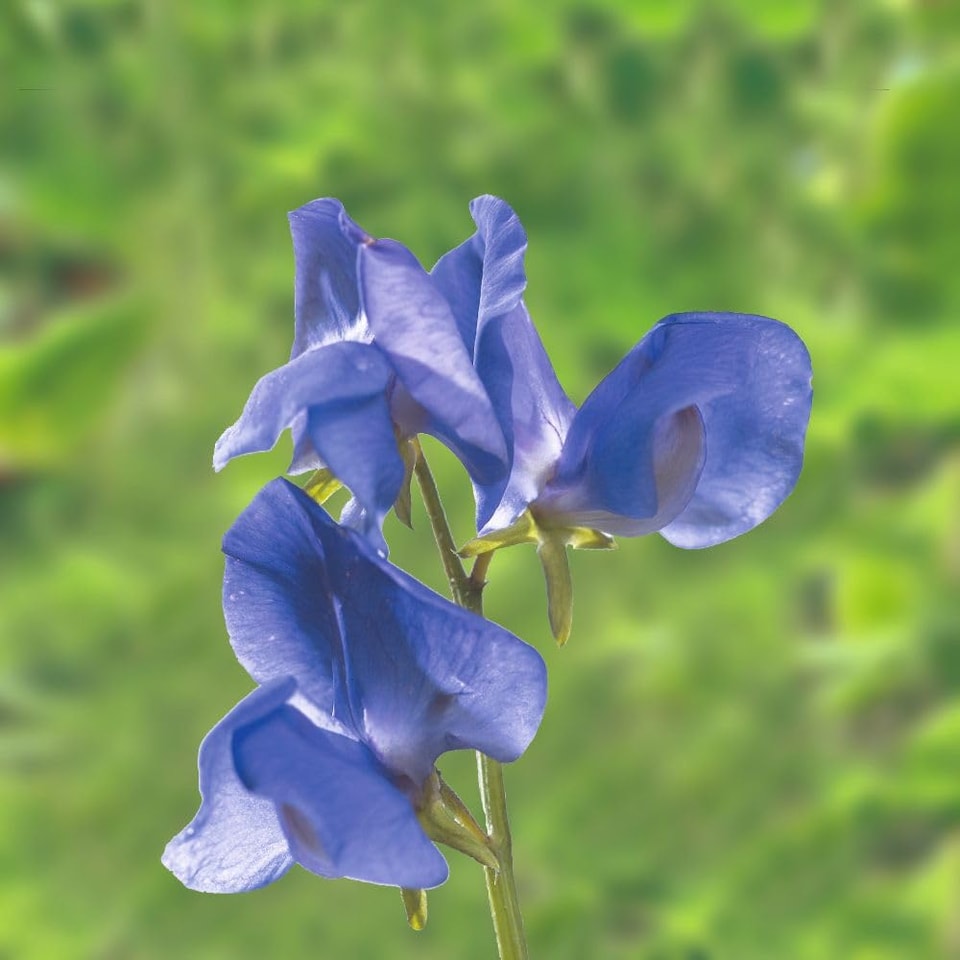 image 1 of Noel Sutton Sweet Pea Seeds - Classic Blue Fragrant Climbing Annual Cut Flower Cottage Garden by Thompson & Morgan