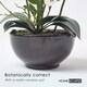 image 4 of Homescapes White Orchid 62 cm Phalaenopsis in Ceramic Pot Extra Large, 5 Stems