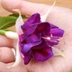 image 3 of Marshalls Garden Fuchsia 'Southern Belles Deep Purple' 12 plug plants