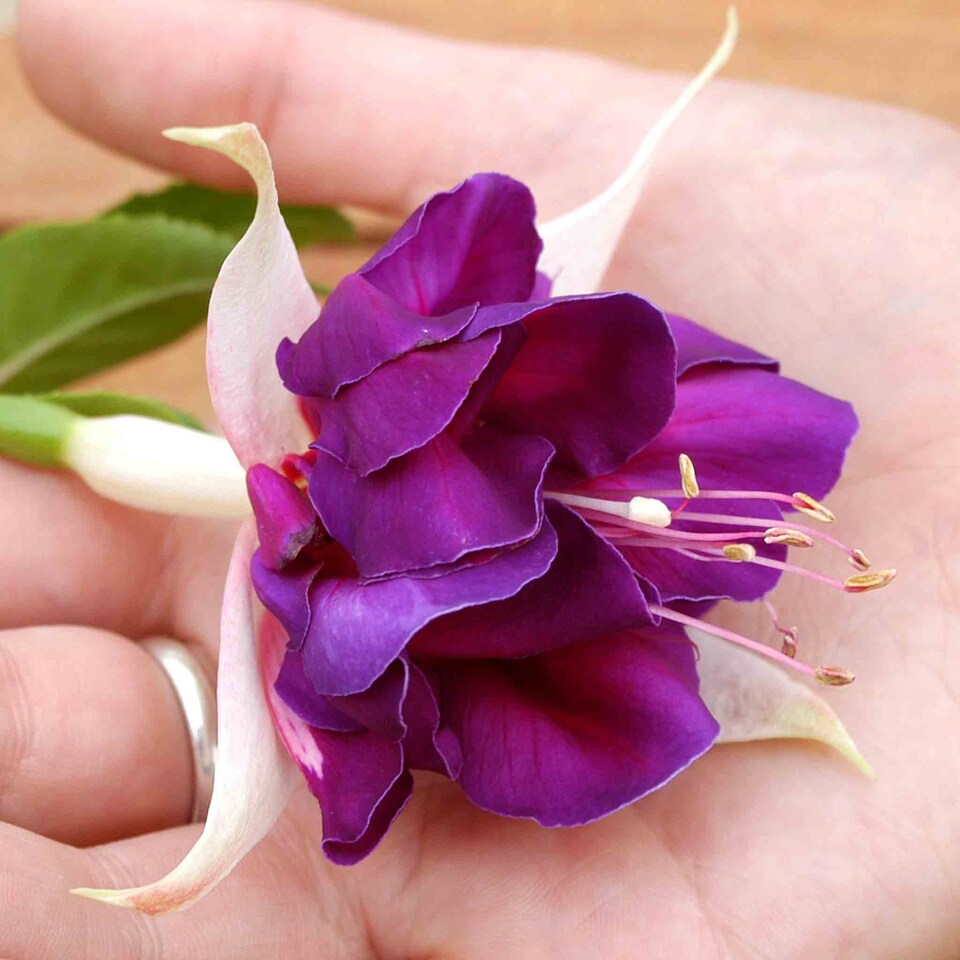 image 1 of Marshalls Garden Fuchsia 'Southern Belles Deep Purple' 12 plug plants