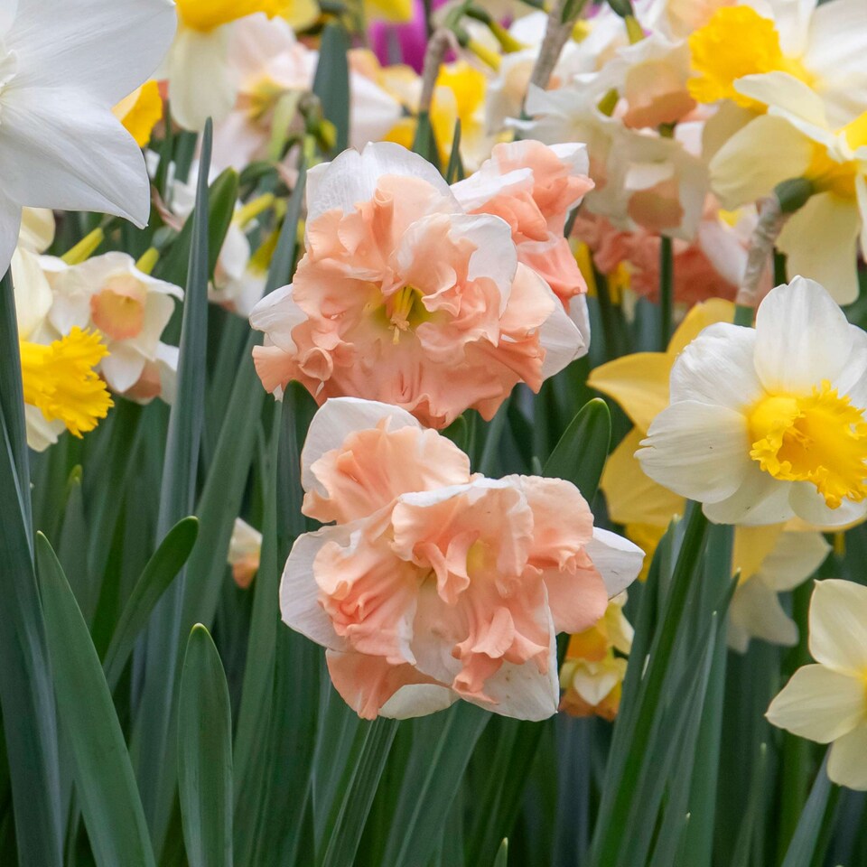 image 1 of Marshalls Garden Daffodil Bulbs Apricot Whirl - 10 Bulbs