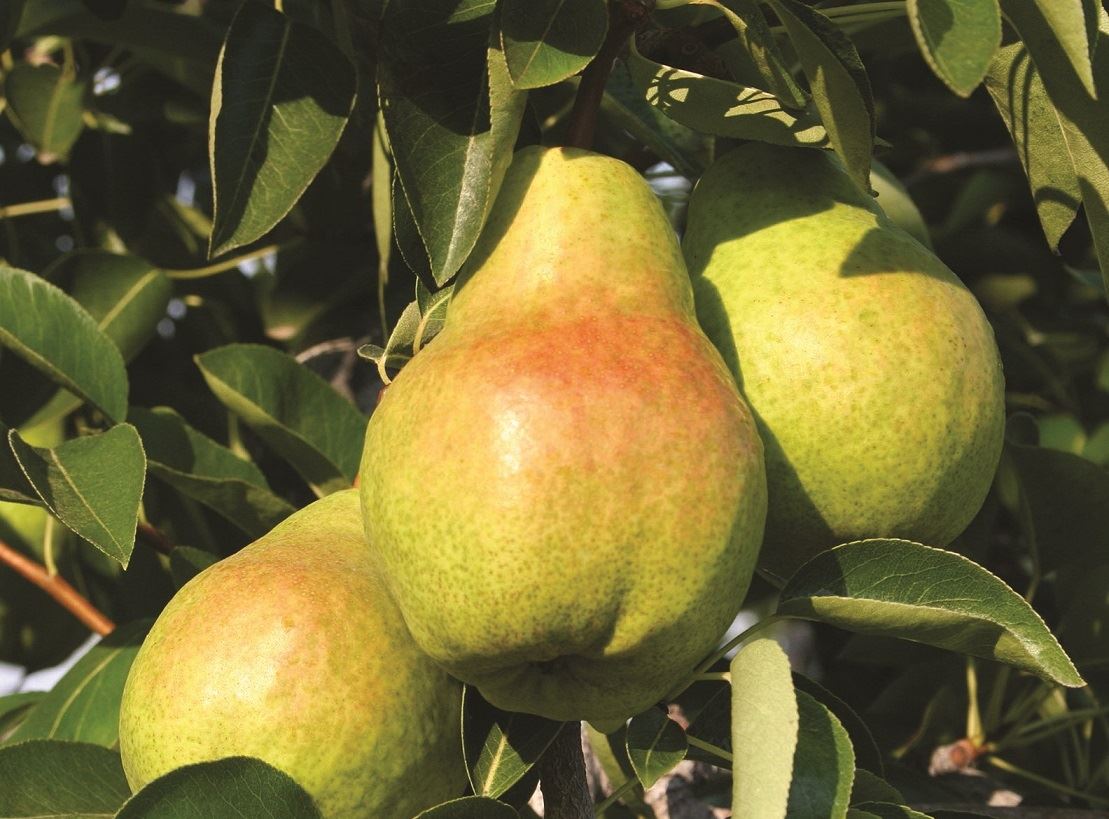 Direct Plants Pyrus Williams Pear Dwarf Patio Fruit Tree 3-4ft Supplied in a 5L Pot