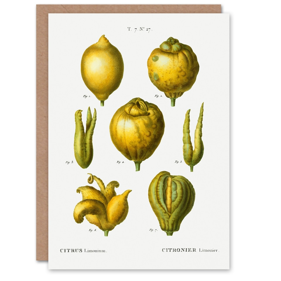 image 1 of Pierre-Joseph Redouté Art Card Lemon Citrus Fruit Vintage Illustration