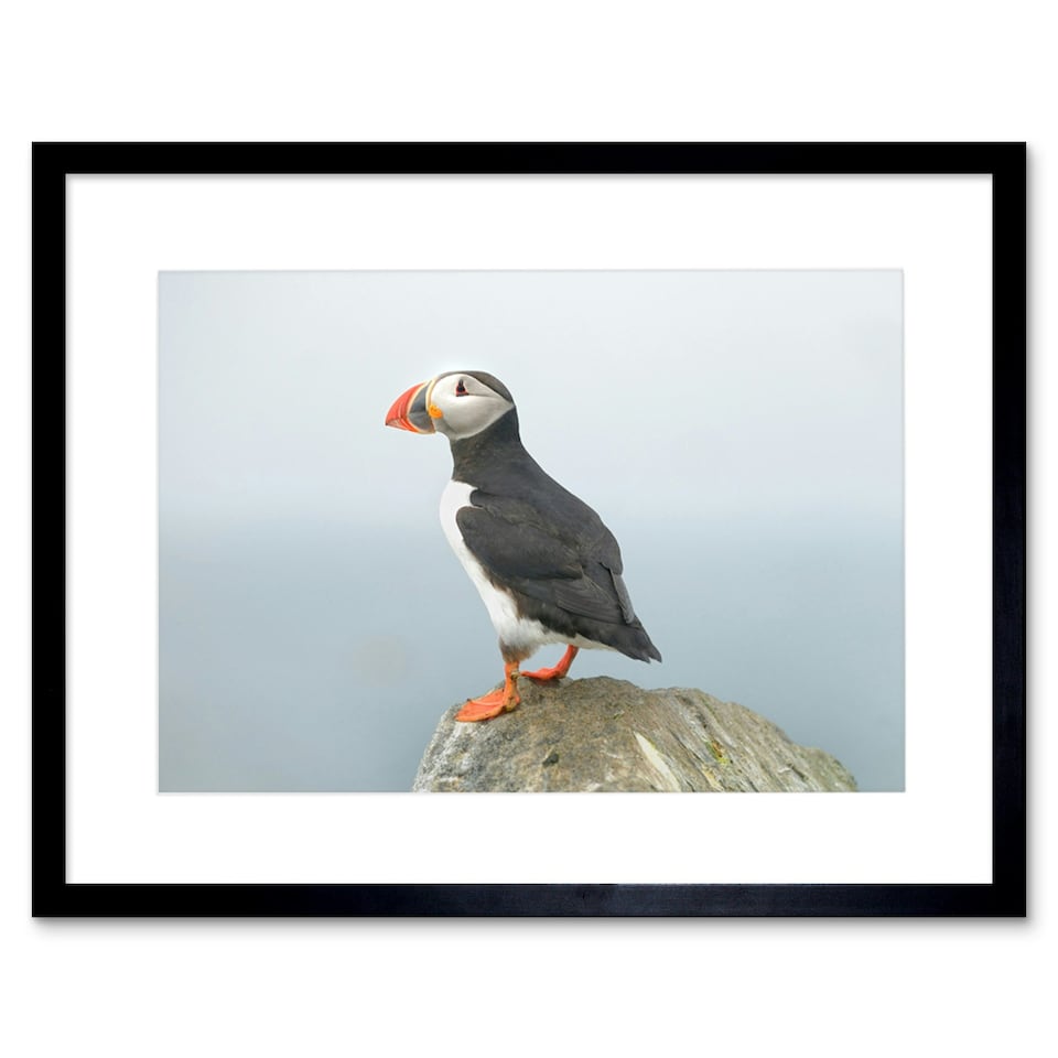 image 1 of Atlantic Puffin Bird Rock Sea Photo Home Decor 12x16" Framed Wall Art Print