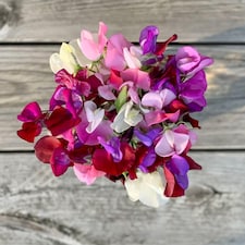 Sweet Pea Capricorn - Fragrant Climbing Bi-Colour Blooms - Easy Grow Annual - Long Flowering - Garden Borders/Trellis - 1 Seed Pac